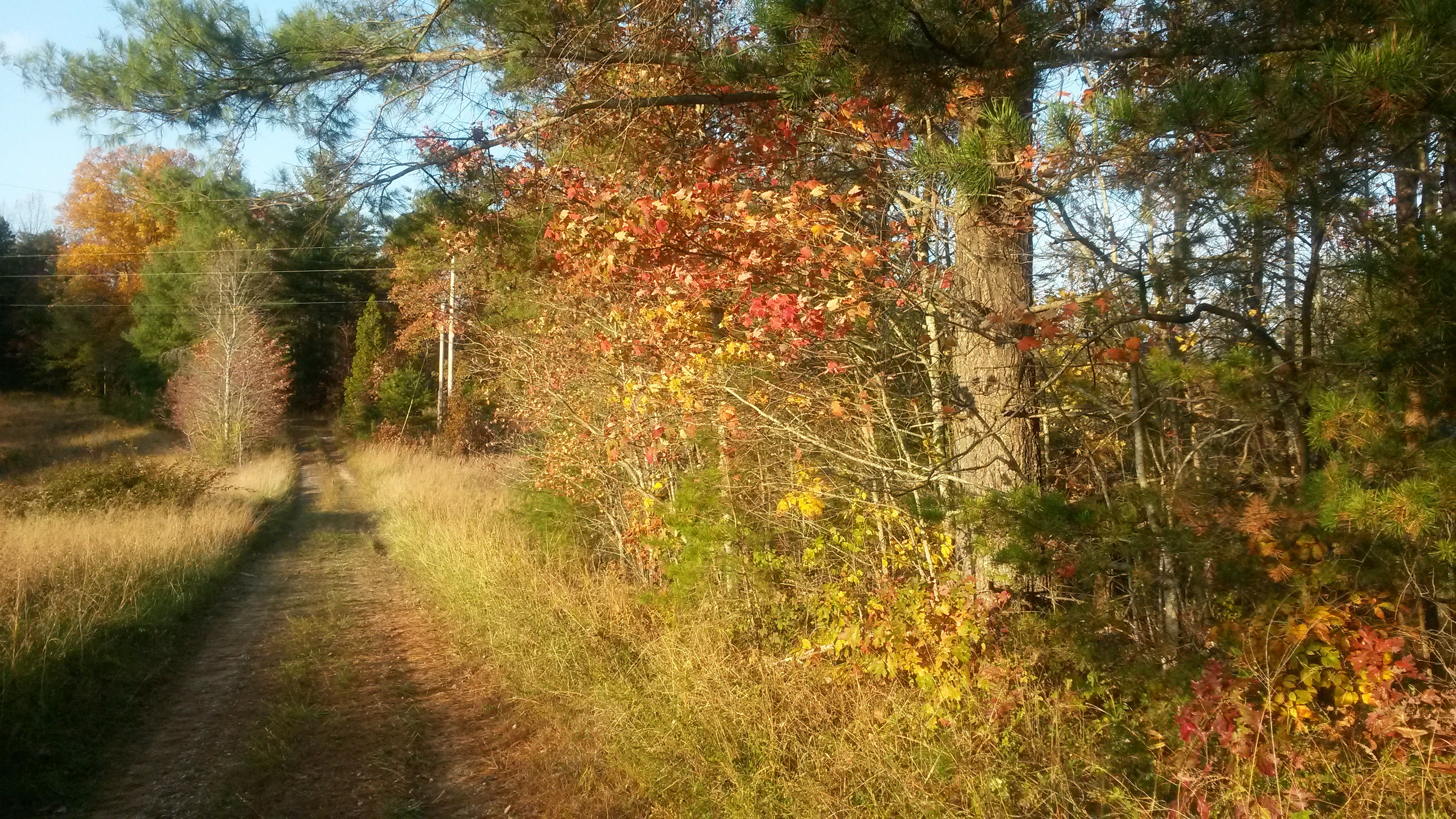 Kentucky Walking Stick