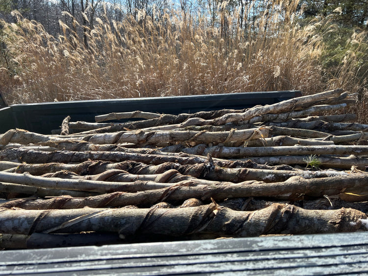 Kentucky Walking Stick