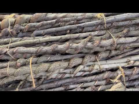 Blank Vine Curled Sticks  (Shopify)