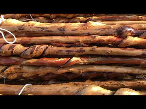Handmade Vine Curled Walking Stick (Shopify)