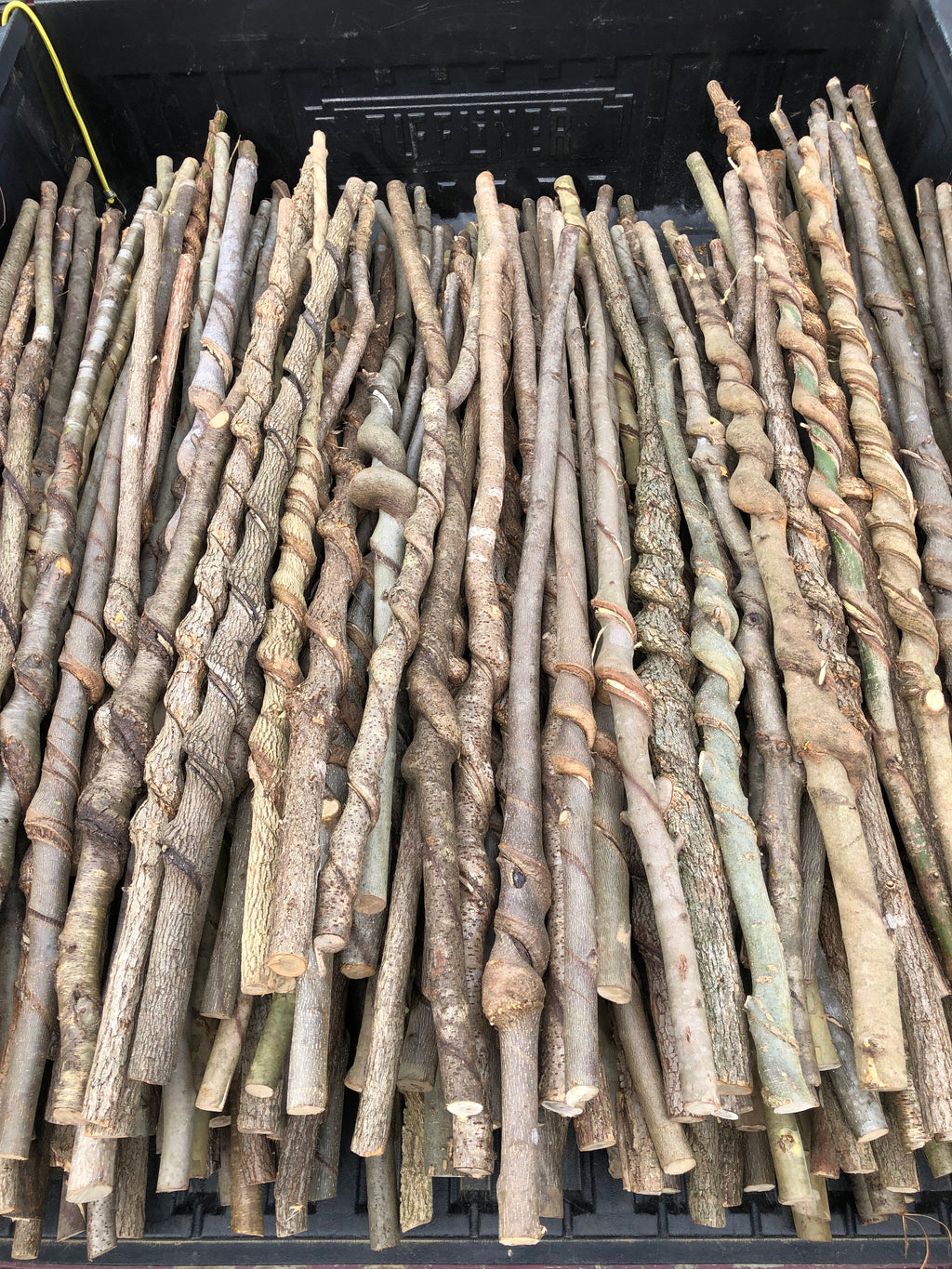 Vine Curled Sticks