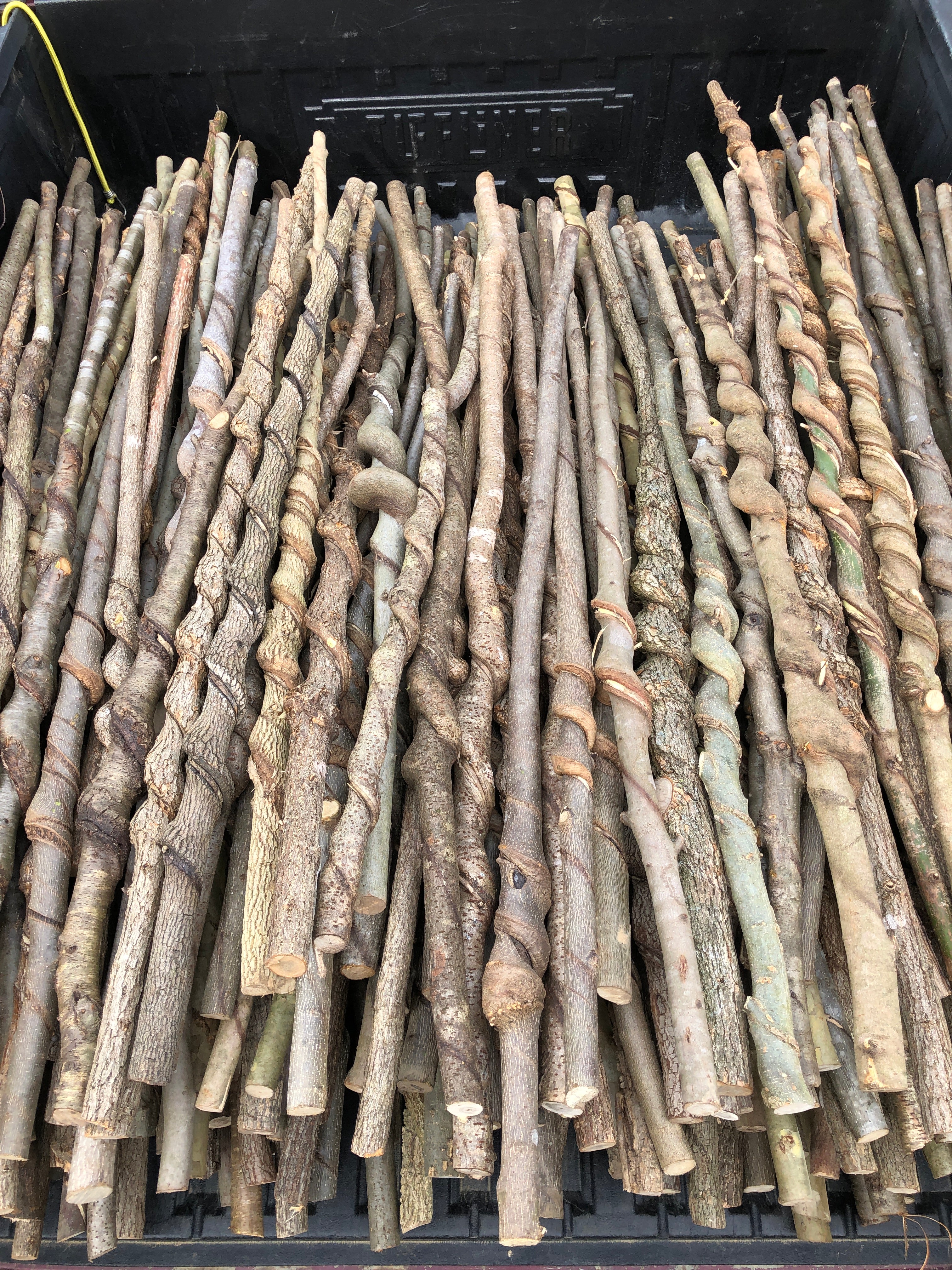 Vine Curled Sticks
