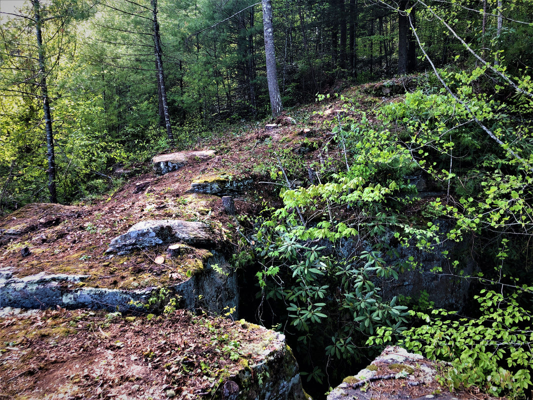 Kentucky Walking Sticks