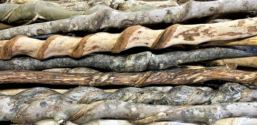 Kentucky Walking Sticks